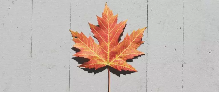 Maple leaf