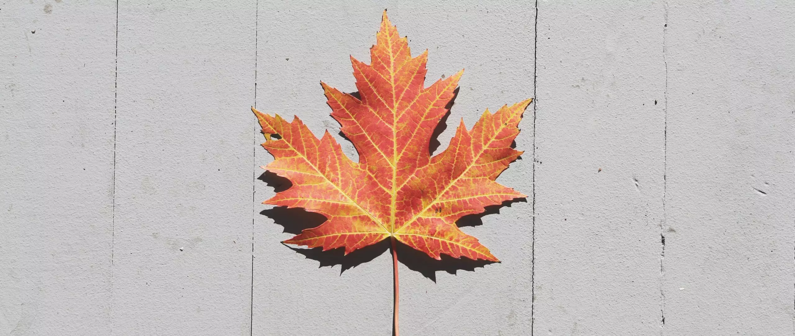 Maple leaf