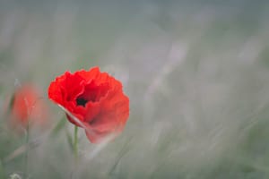 poppy